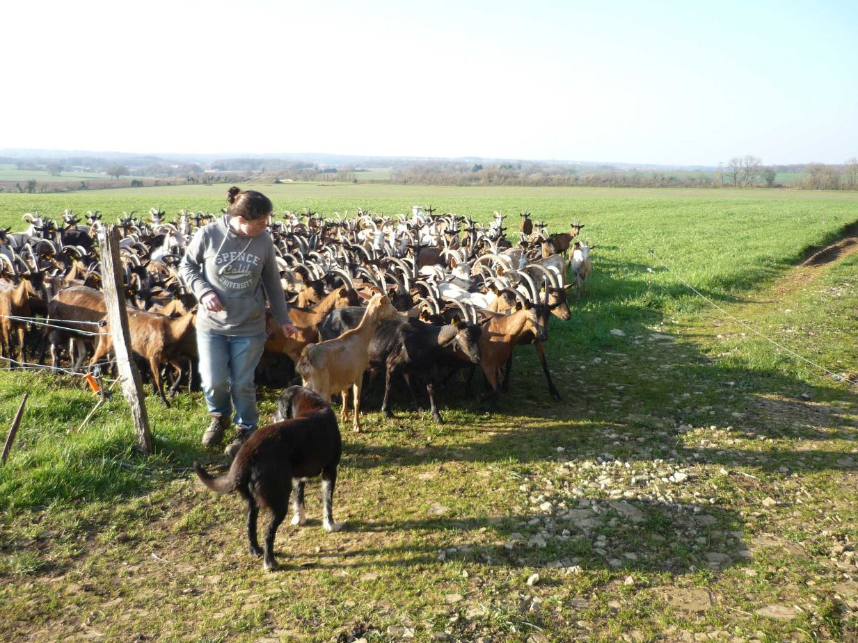 Logo La ferme des pervenches